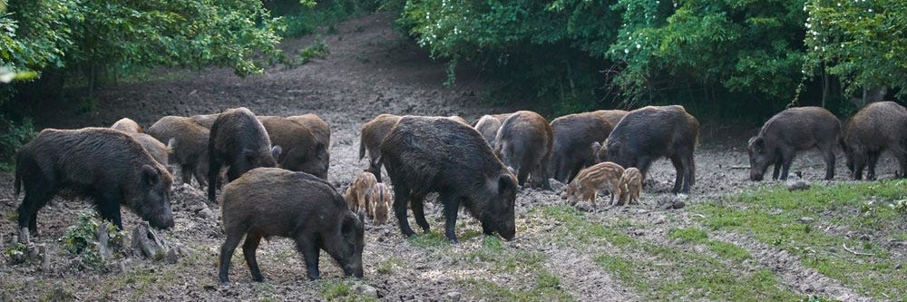 feral hog inspection