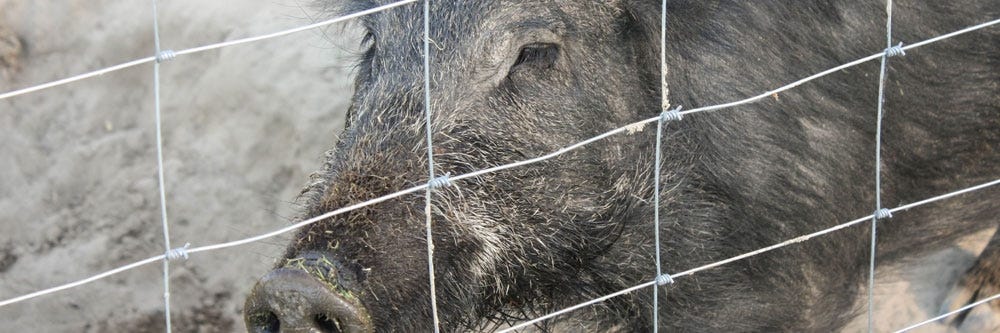 feral hog prevention how to get rid of feral hogs