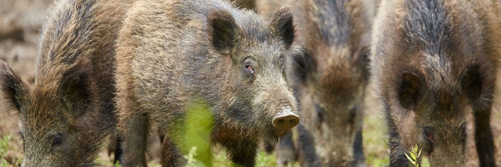 feral hog treatment
