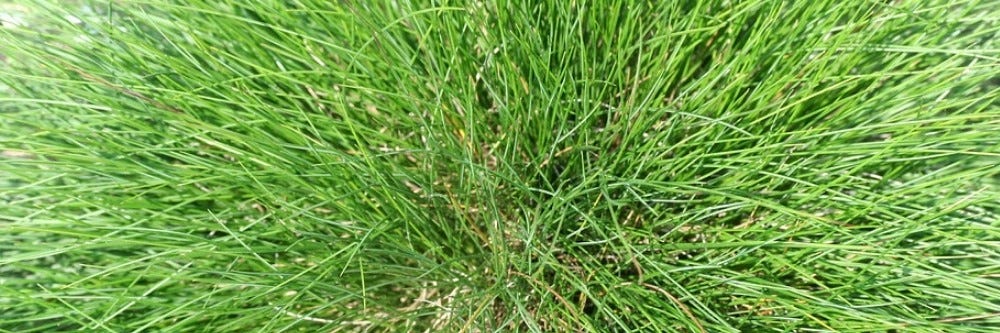 Fescue grass