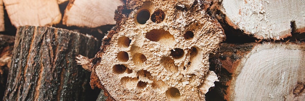 Firewood Damage from Pests Firewood Damage from Pests