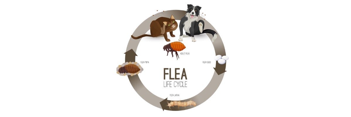 Flea life cycle