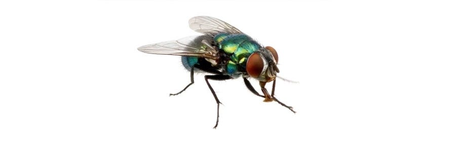 flies identification