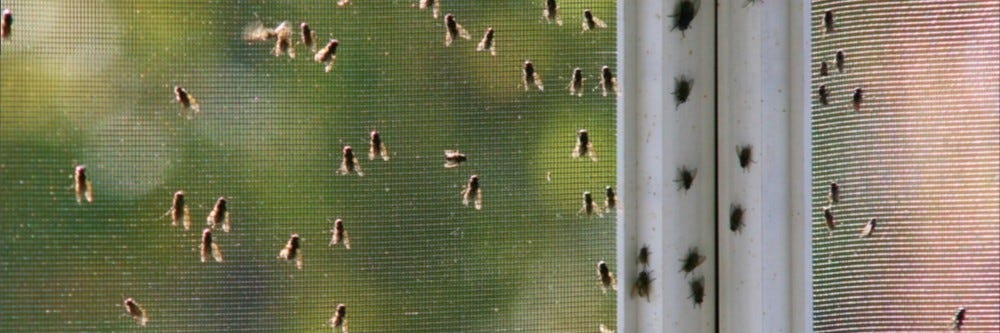 flies infesting door screen