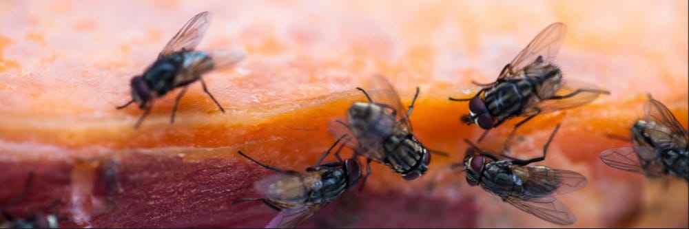 flies eating food