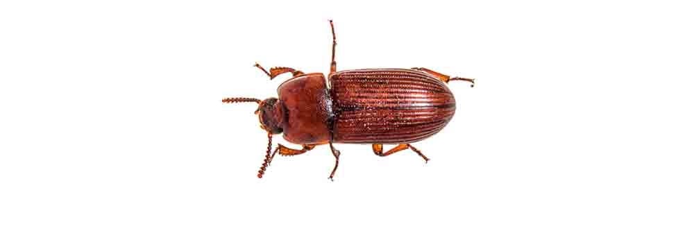 flour beetle identification how to get rid of red flour beetles