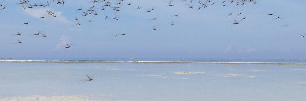 flying pest beach shutterstock
