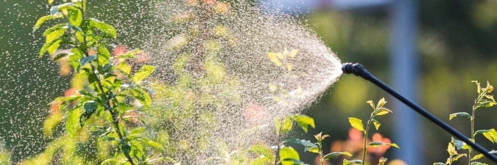 Spraying Shrub