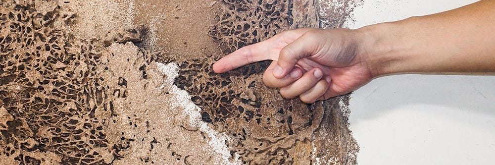 Formosan Termite Nest in Wall