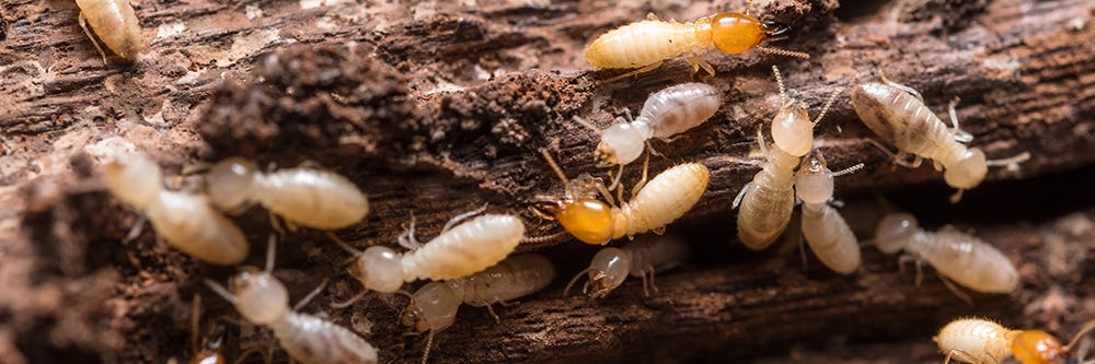 Formosan Termites on Wood