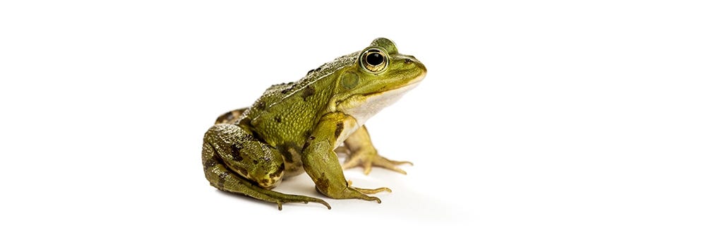 Frog on a White Background