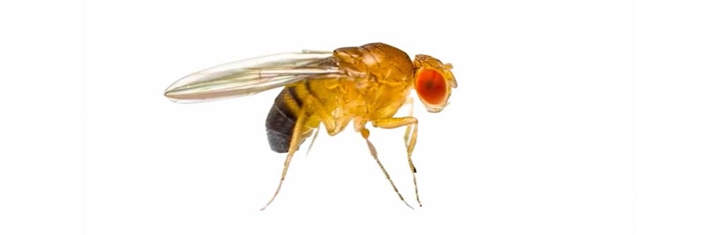 fruit fly identification