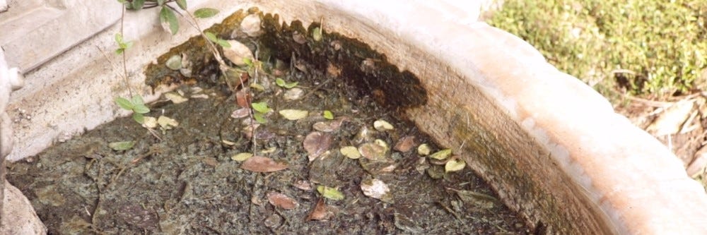 fungus in soil