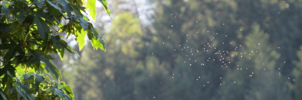 cloud of gnats outside