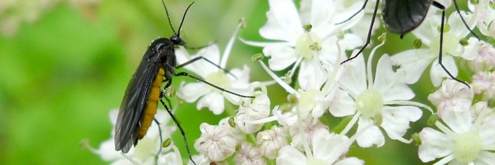 gnat closeup