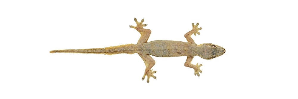 Gecko on White Background