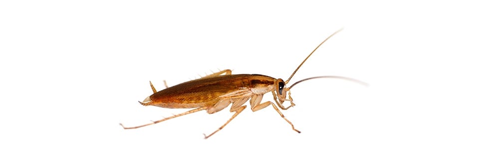 German Cockroach on White Background