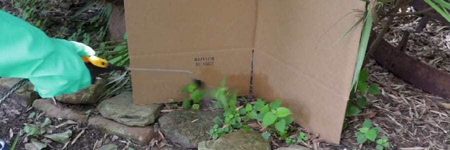 Glyphosate treatment cardboard