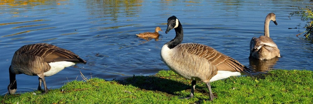 inspection goose where to find geese