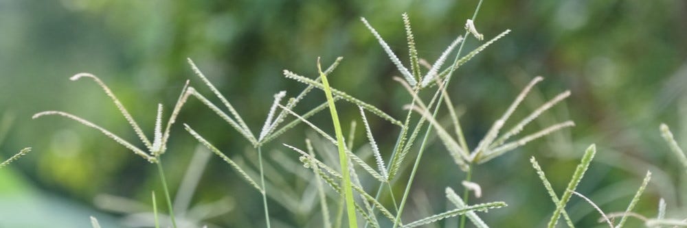Goosegrass