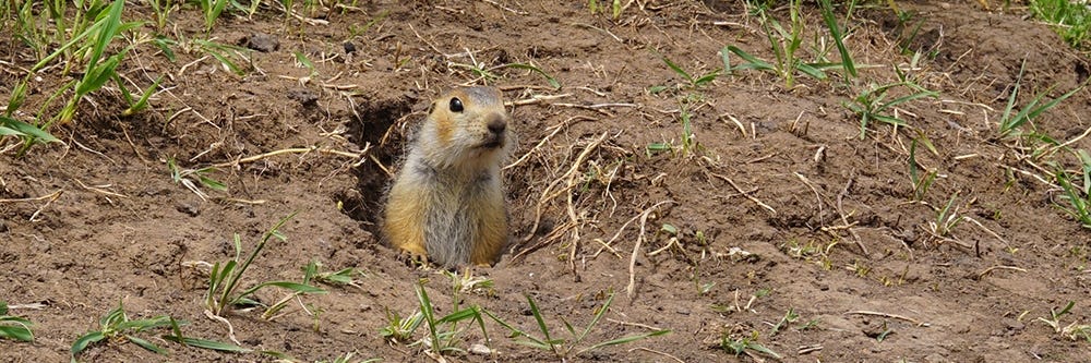 Gopher in Burrow