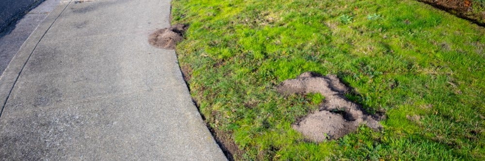 Gopher mound created on a lawn