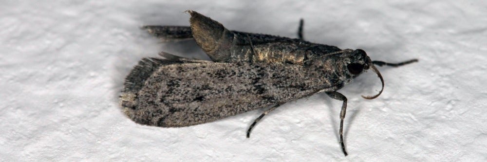 grain moth
