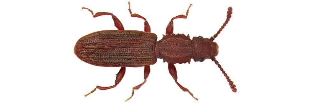 identification grain beetle how to get rid of grain beetles