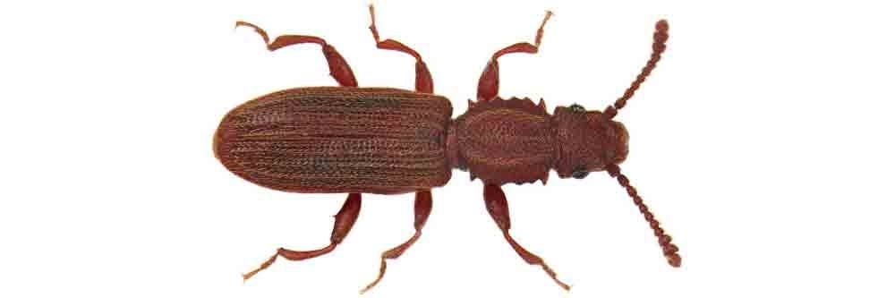 identification grain beetle how to get rid of grain beetles