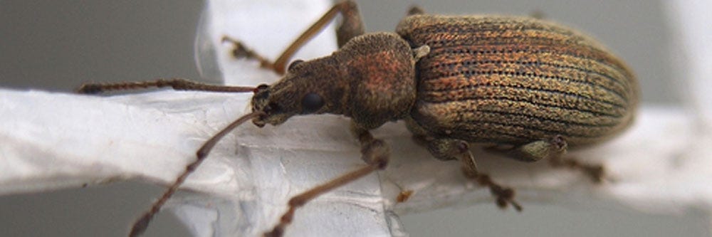 granary weevil identification how to get rid of granary weevil