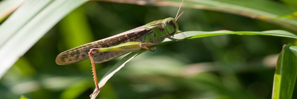 Grasshopper on a grass blade