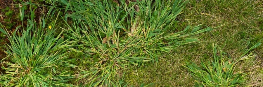 Grassy weeds