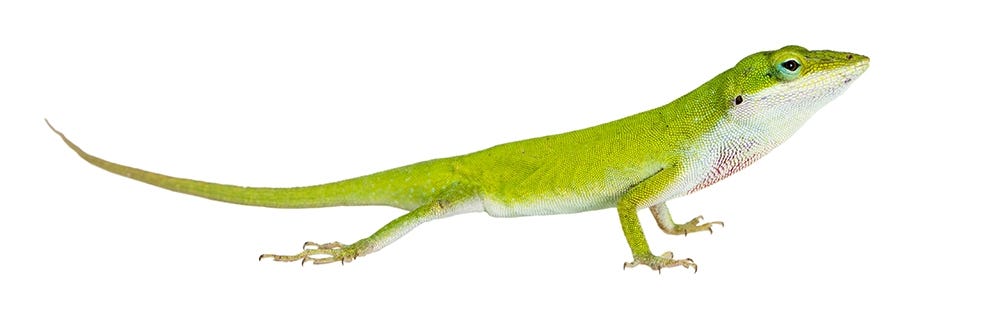 Green Carolina Anole Lizard