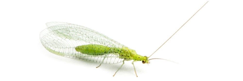 Green Lacewing control how to get rid of identification