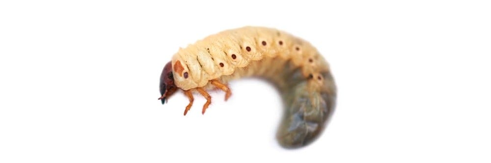 Grub identification