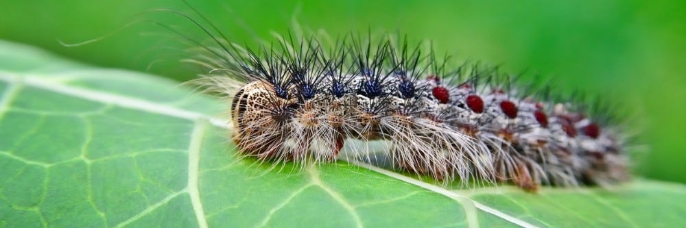 Gypsy Moth caterpillar on a leaf