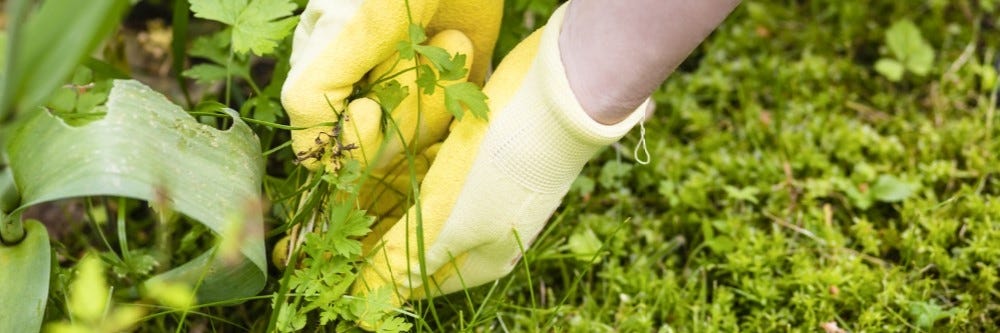 Handpulling growing Poison Ivy weeds