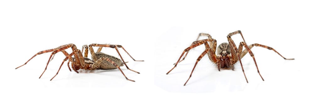 Hobo Spiders on White Background
