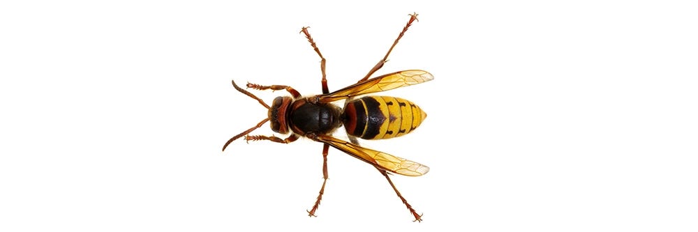hornet isolated
