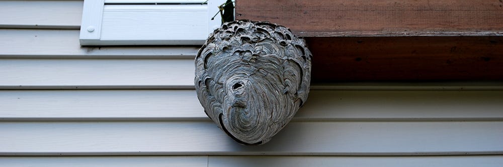hornet nest