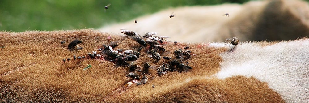 Horse Fly Swarm on Livestock Horse Fly Swarm on Livestock