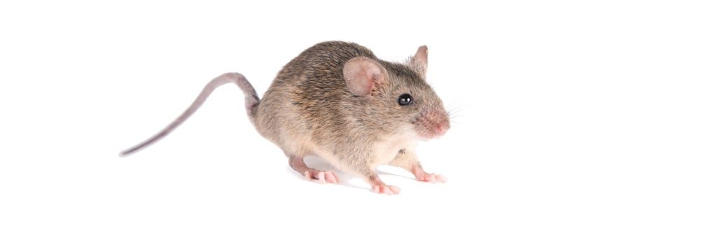 house mouse