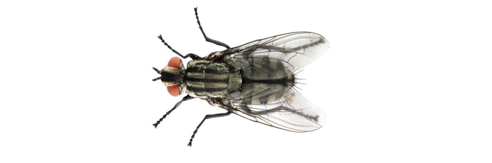 house flies identification how to get rid of house flies