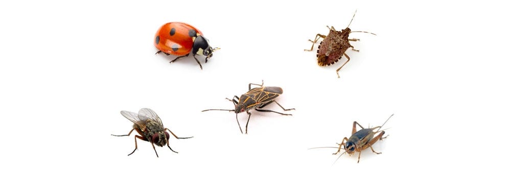 how to get rid of overwintering pests identification