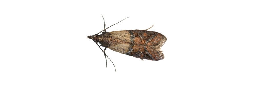 indian meal moth pantry pests