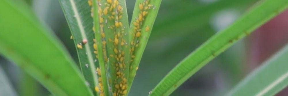 aphids inspection