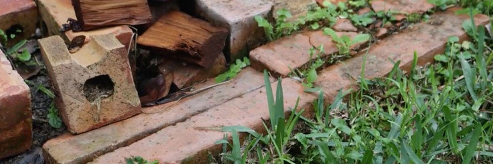 yard debris carpenter ants prevention