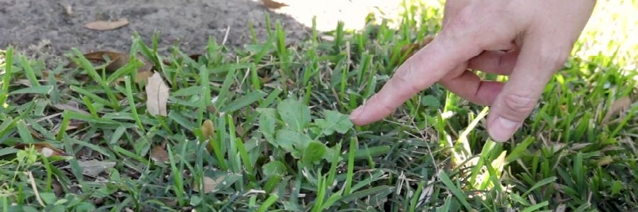 Broadleaf weed inspection Broadleaf inspection on lawn