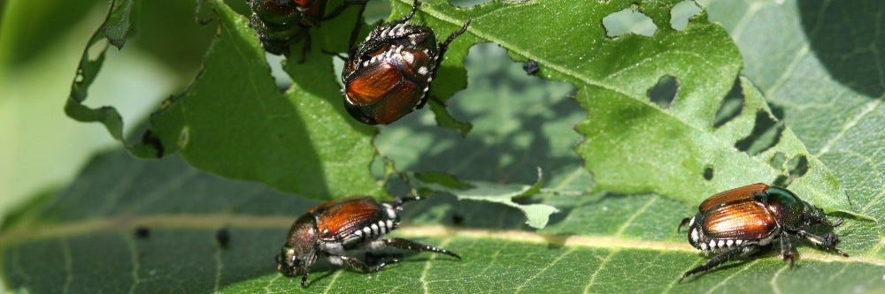Japanese beetles eating up a plant leaf
