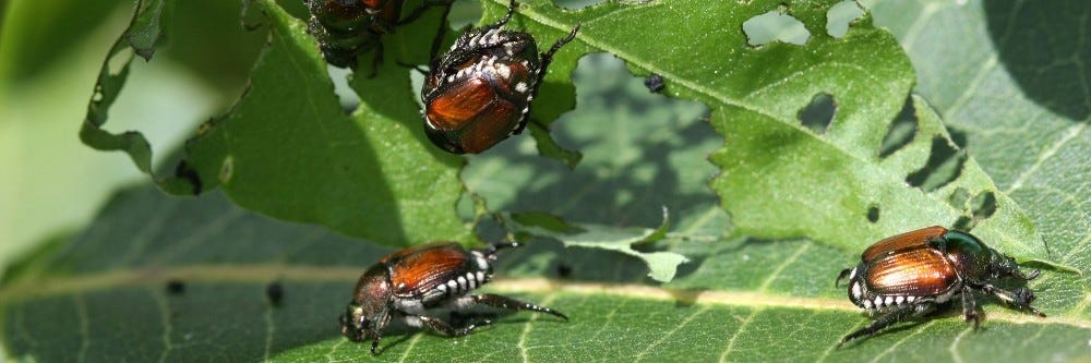 Japanese Beetle